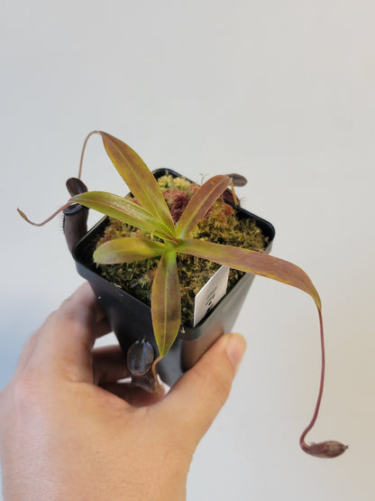 Nepenthes lingulata x jamban BE