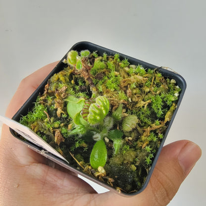 Cephalotus follicularis BE