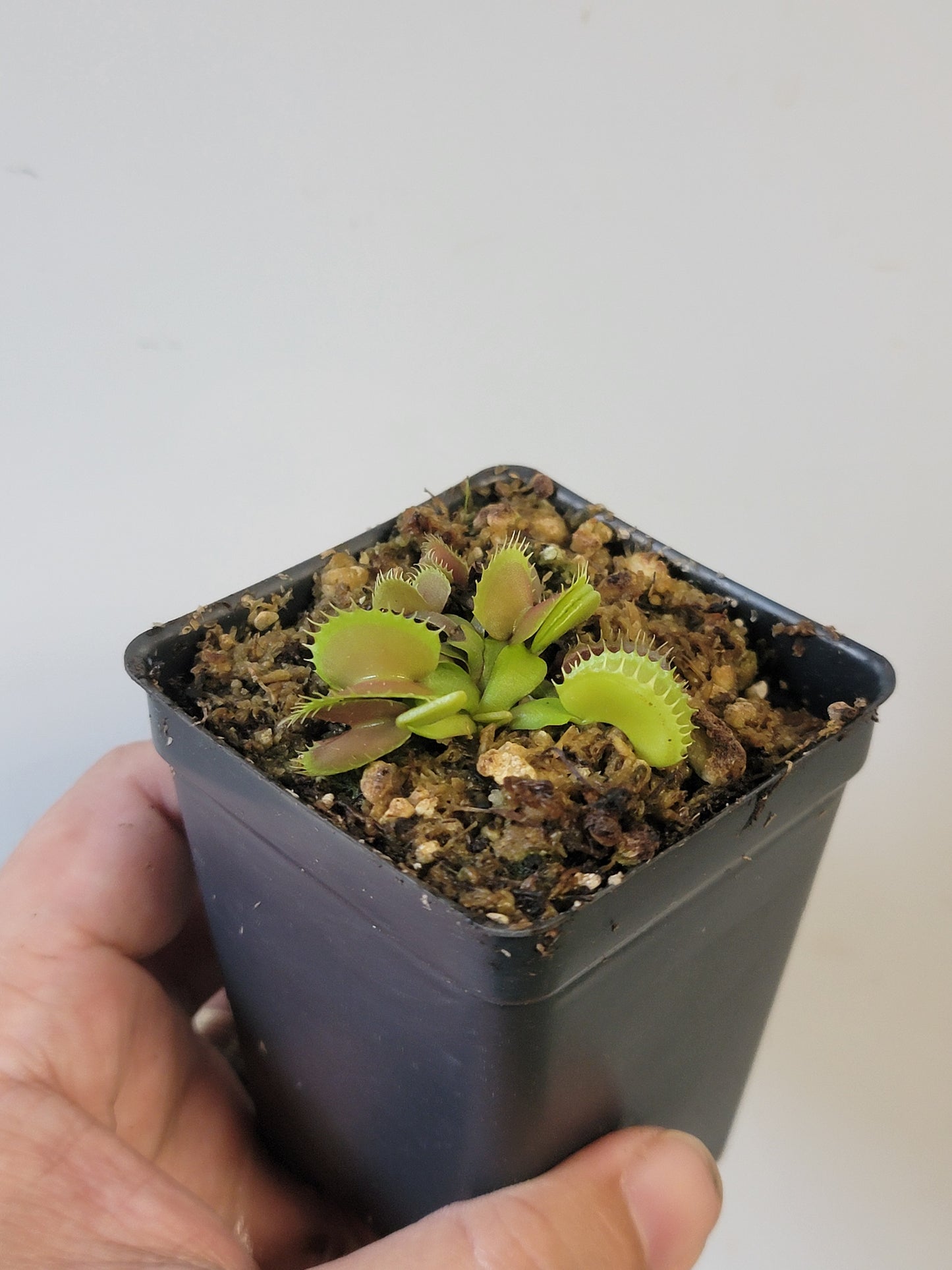Dionaea musc. "GJ Bloody Nurse"