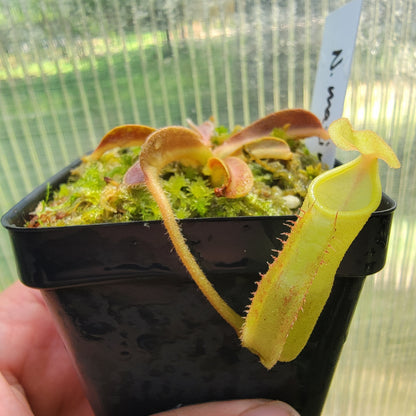 Nepenthes maxima purple wavy leaf BE