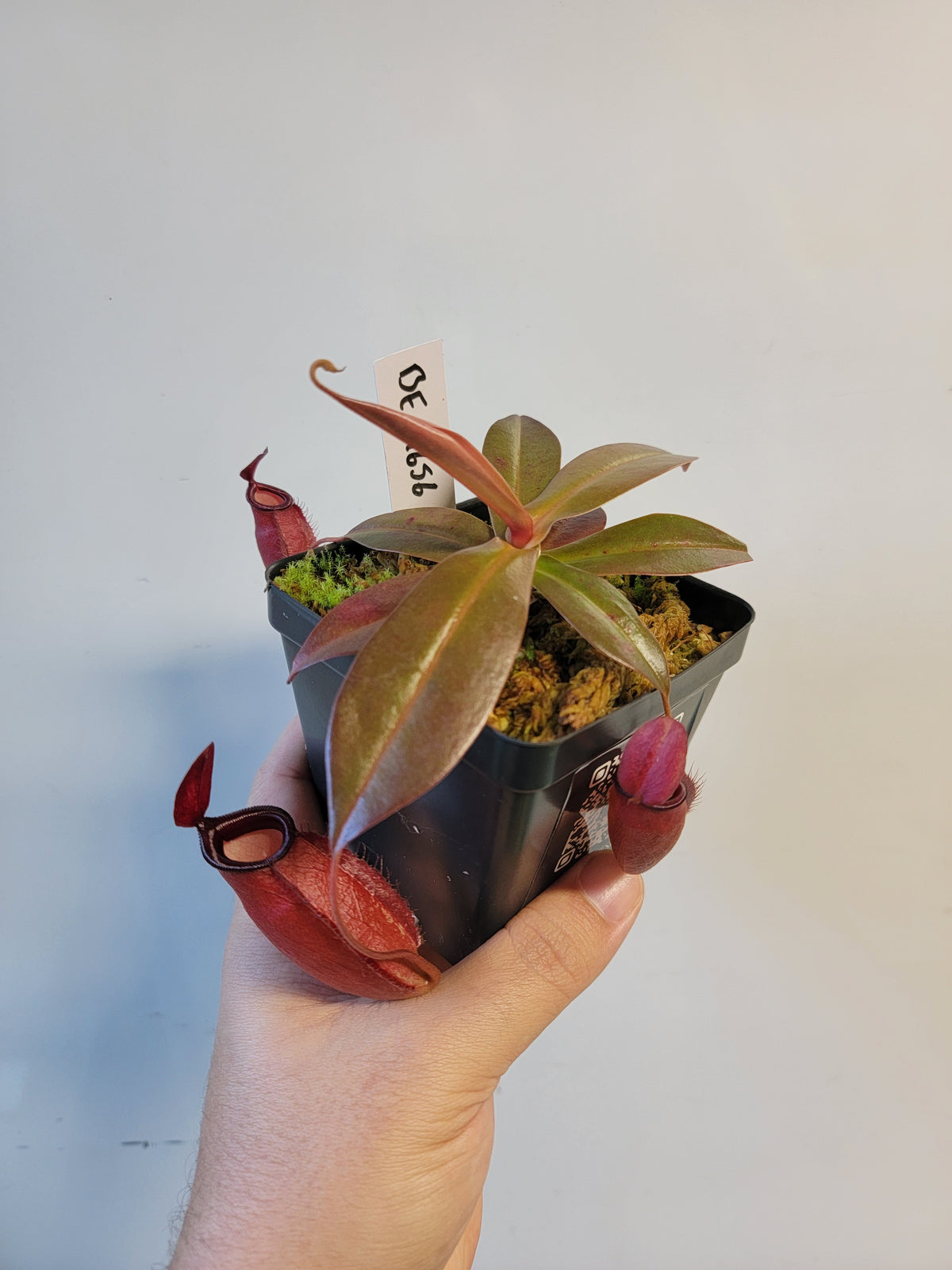 Nepenthes ampullaria x sibuyanensis BE