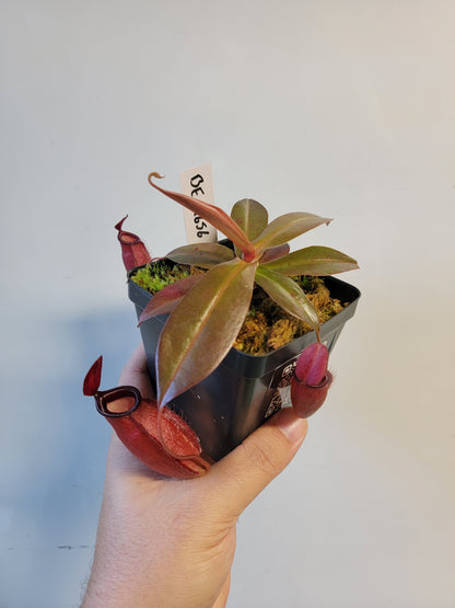 Nepenthes ampullaria x sibuyanensis BE