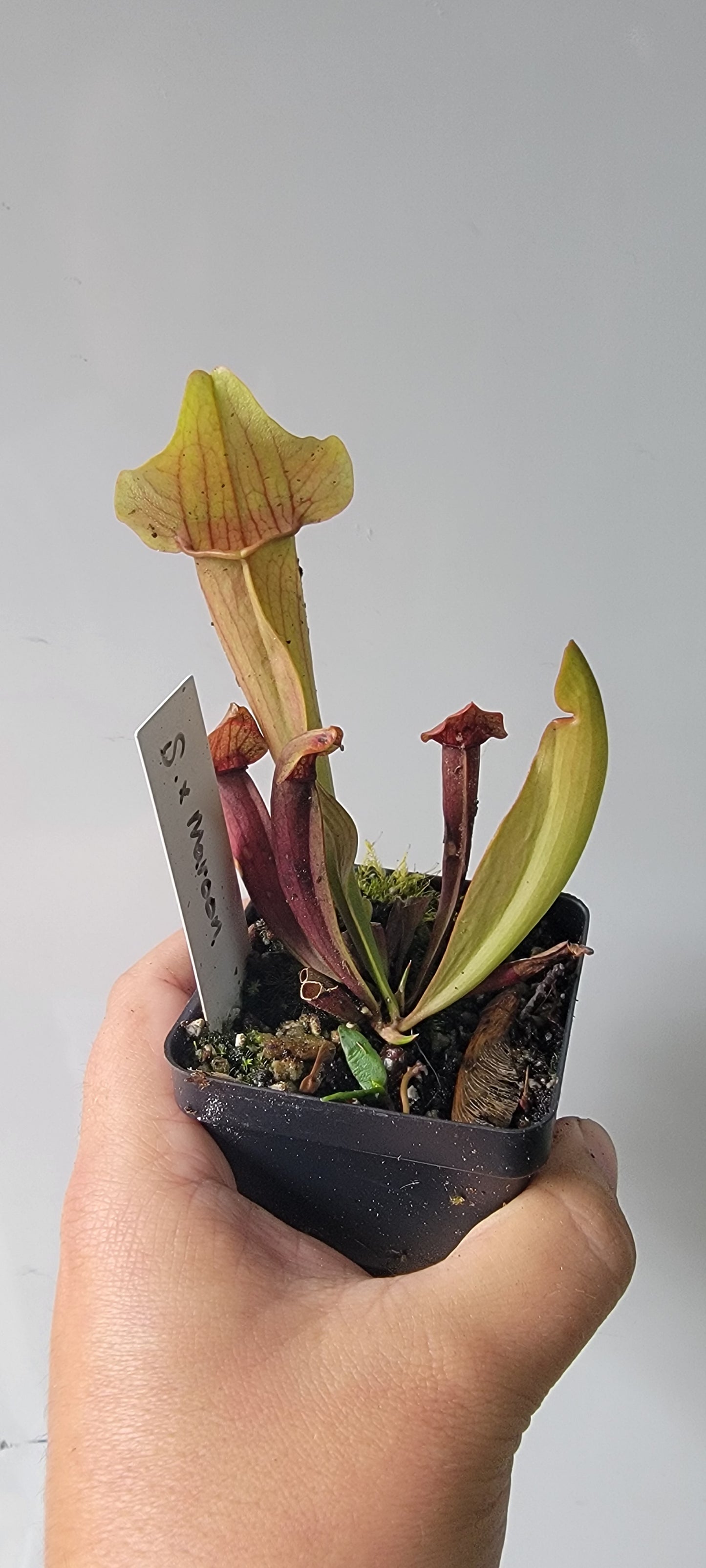 Sarracenia "Maroon"