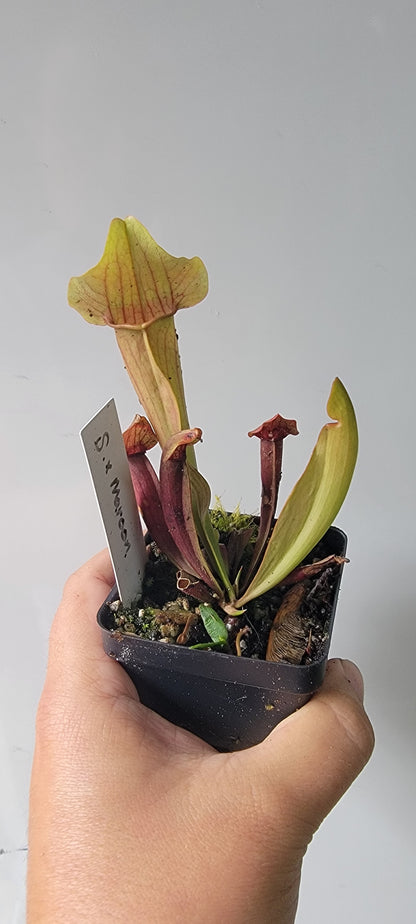 Sarracenia "Maroon"