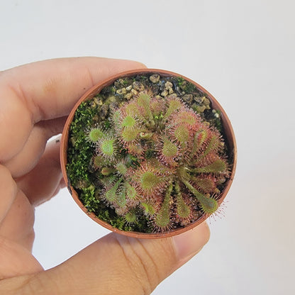 Drosera spathulata