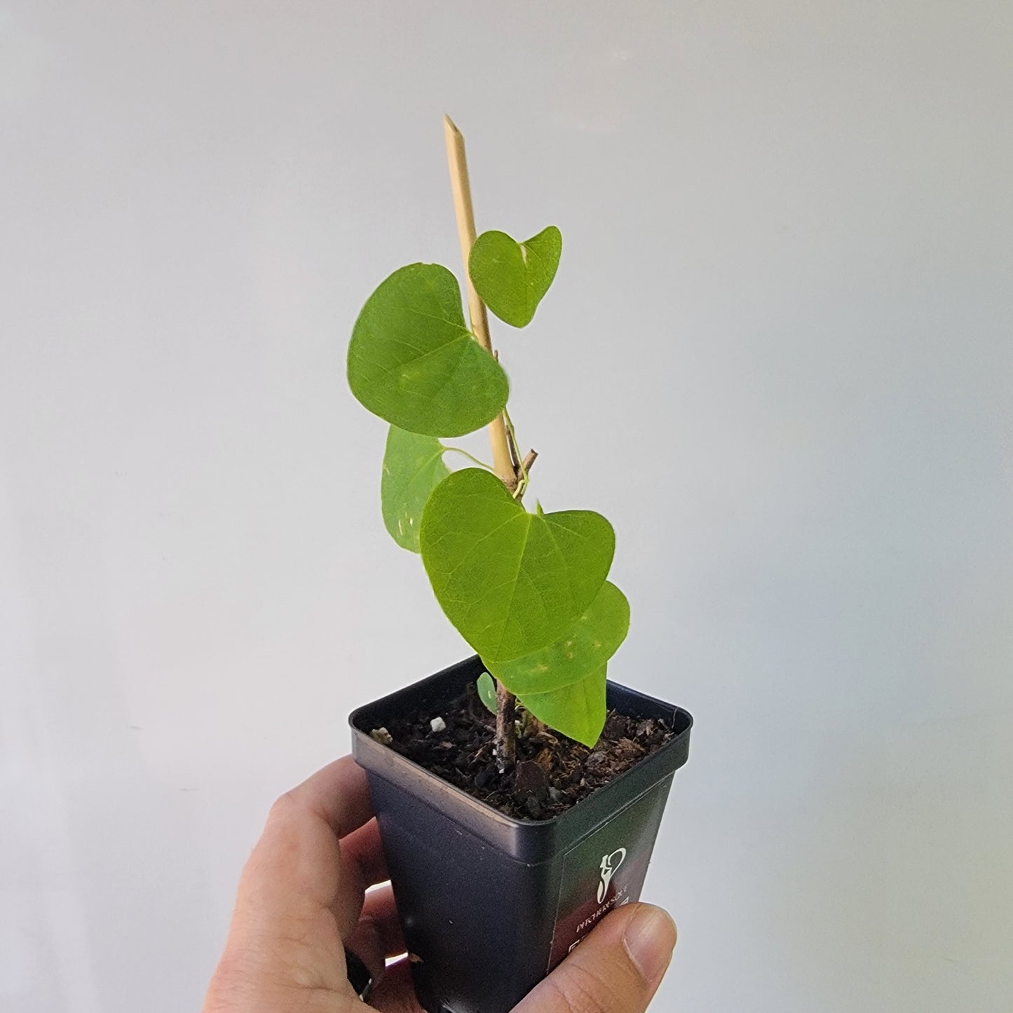 Aristolochia argentina