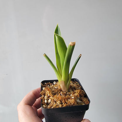 Brocchinia hechtioides BCP