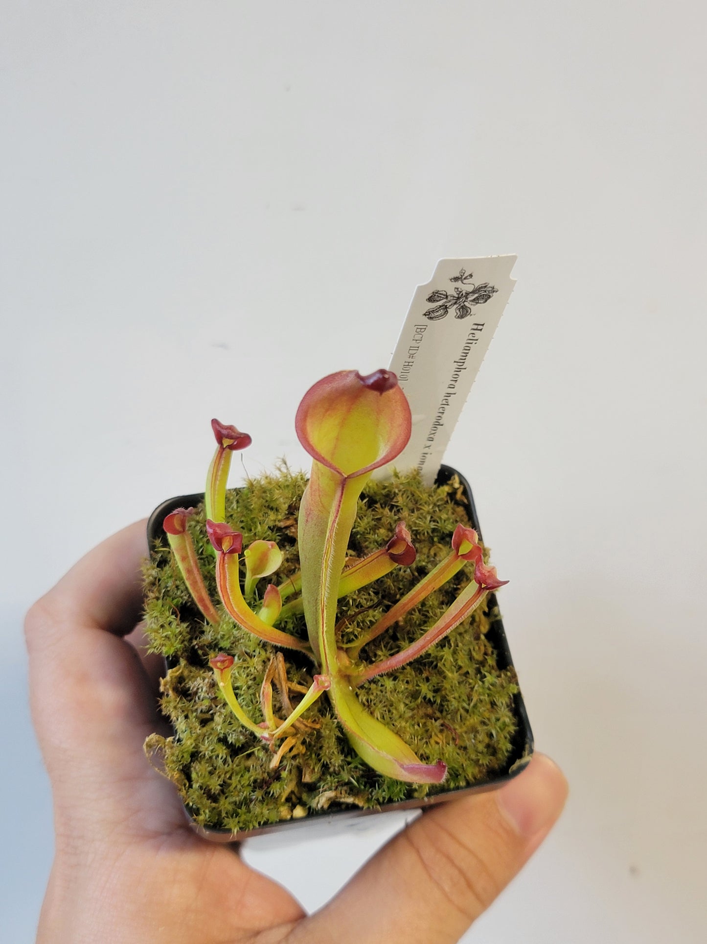 Heliamphora heterodoxa x ionasii BCP