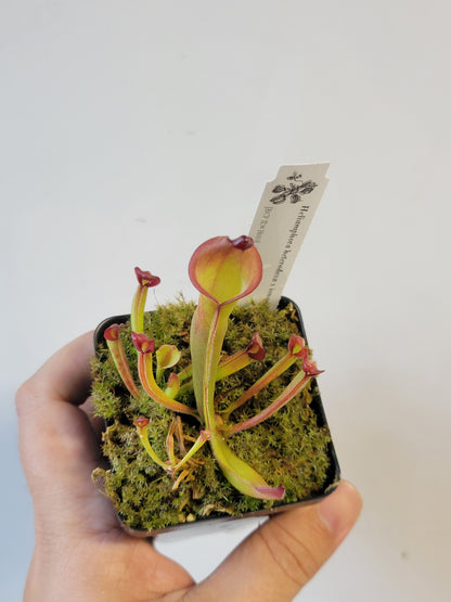 Heliamphora heterodoxa x ionasii BCP