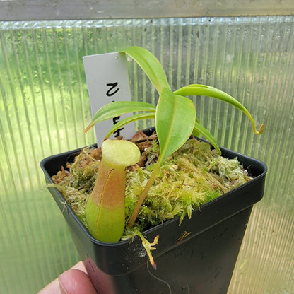 Nepenthes ventricosa BE