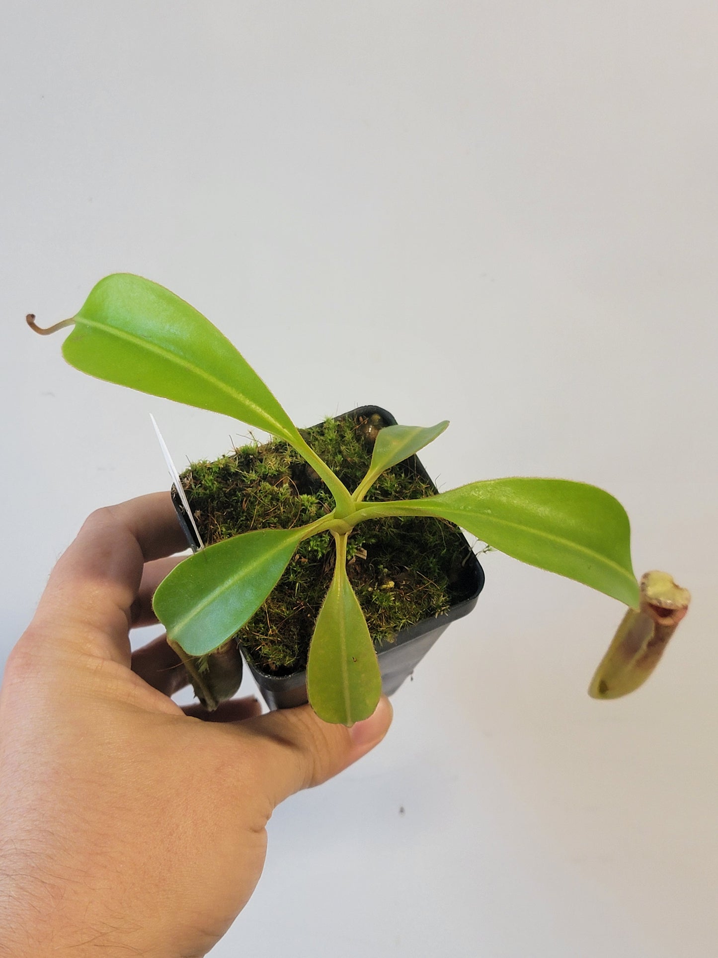 Nepenthes xTrusmadiensis x burbidgeae BE