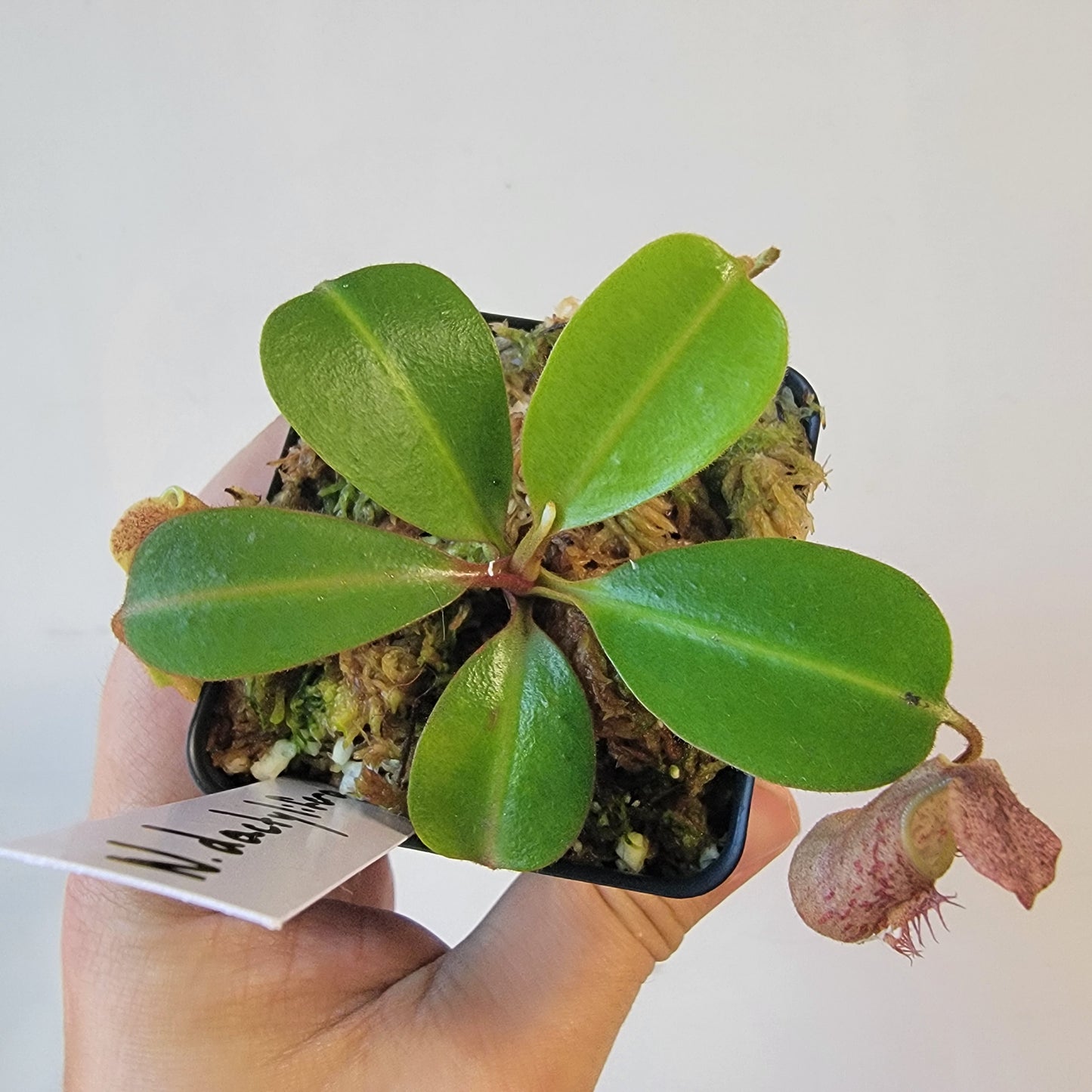 Nepenthes dactylifera BE