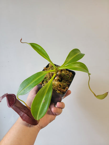 Nepenthes singalana x ventricosa x robcantleyi BE