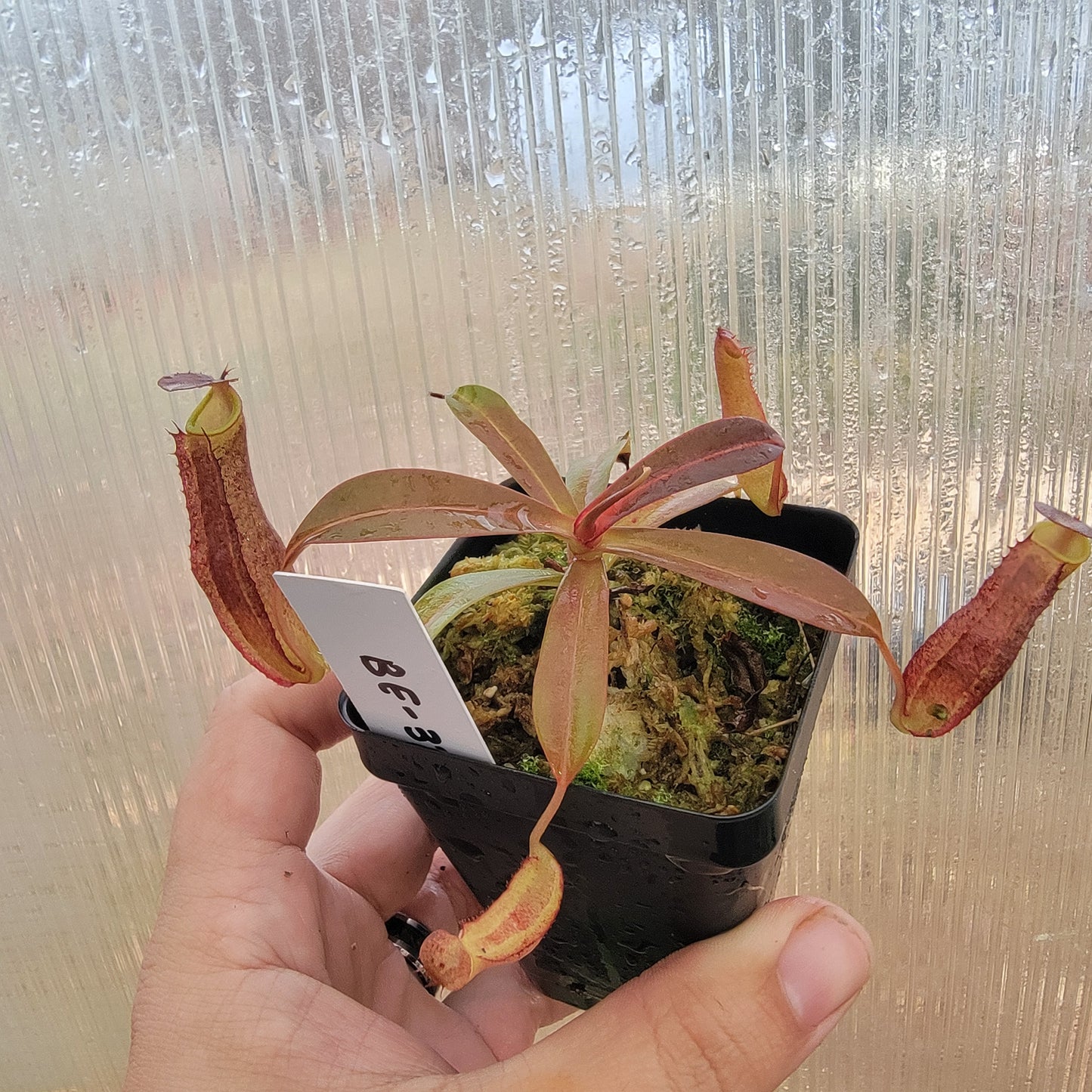 Nepenthes ramispina x reinwardtiana BE