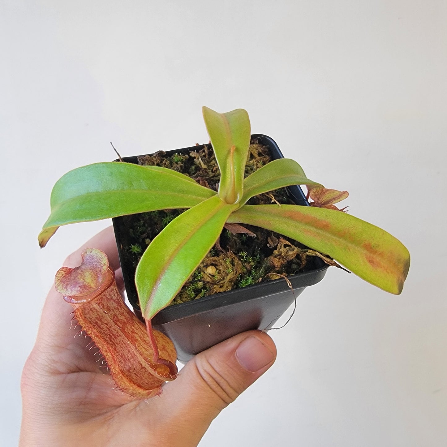 Nepenthes x Mata Hari LN