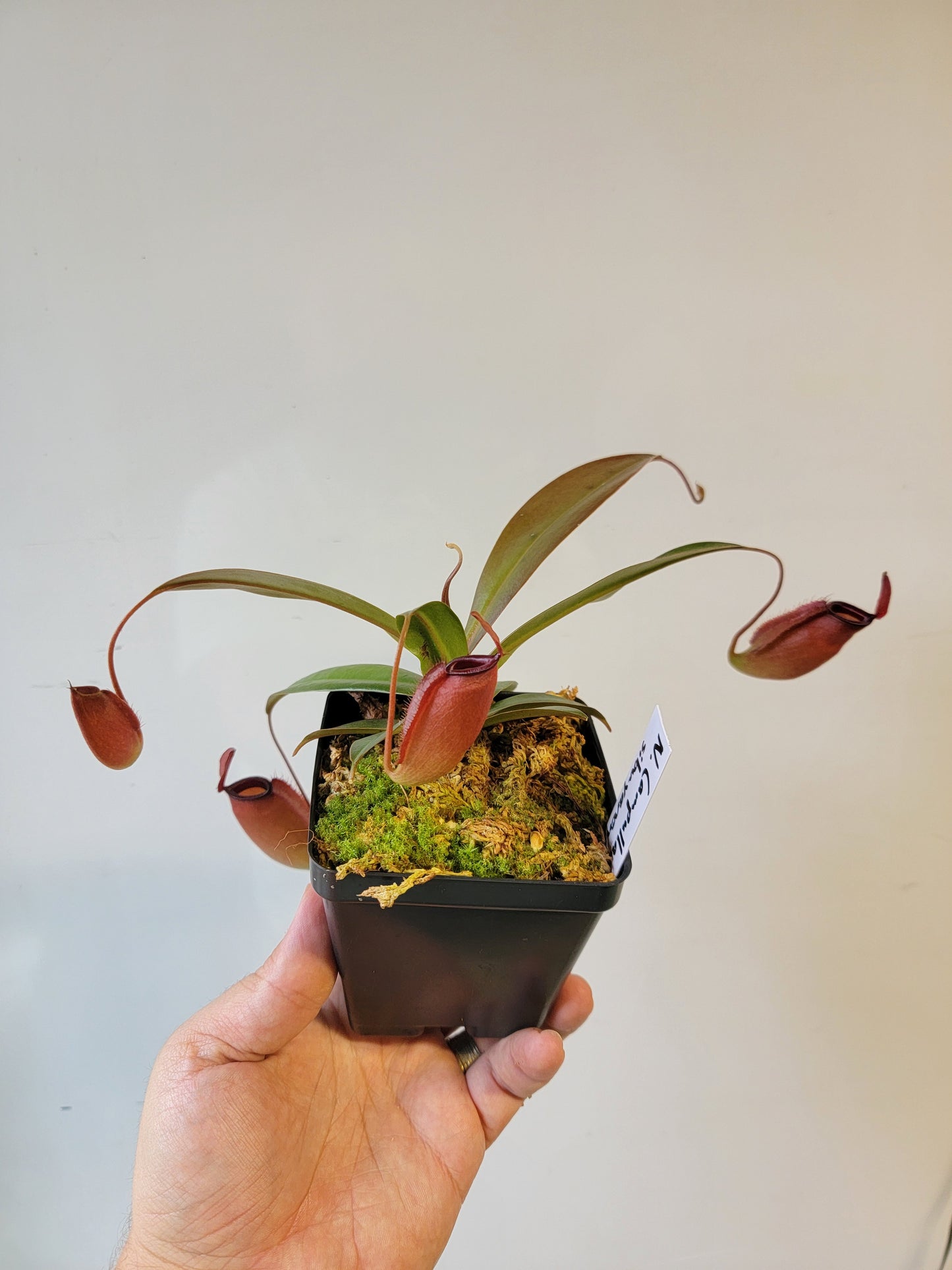 Nepenthes ampullaria x sibuyanensis BE