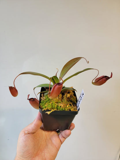 Nepenthes ampullaria x sibuyanensis BE