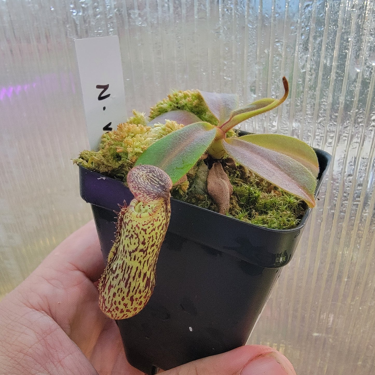 Nepenthes vogelii BE