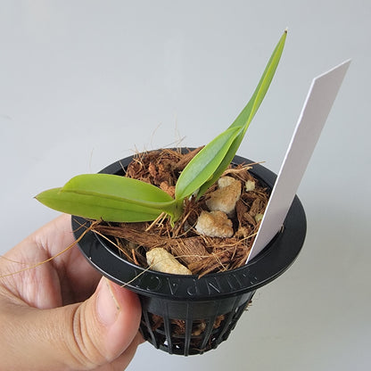 Trichocentrum undulatum Orchid