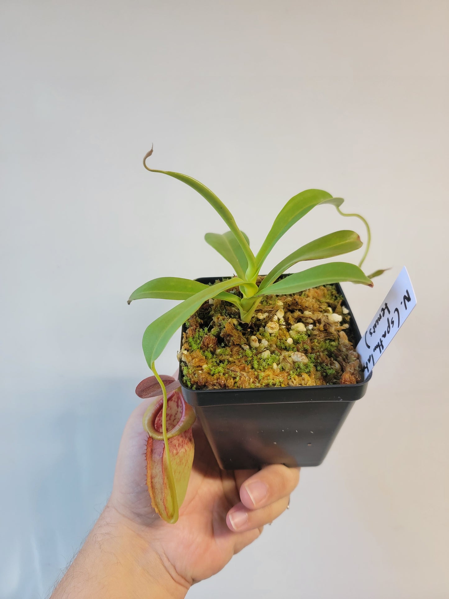 Nepenthes spathulata x tenuis BE