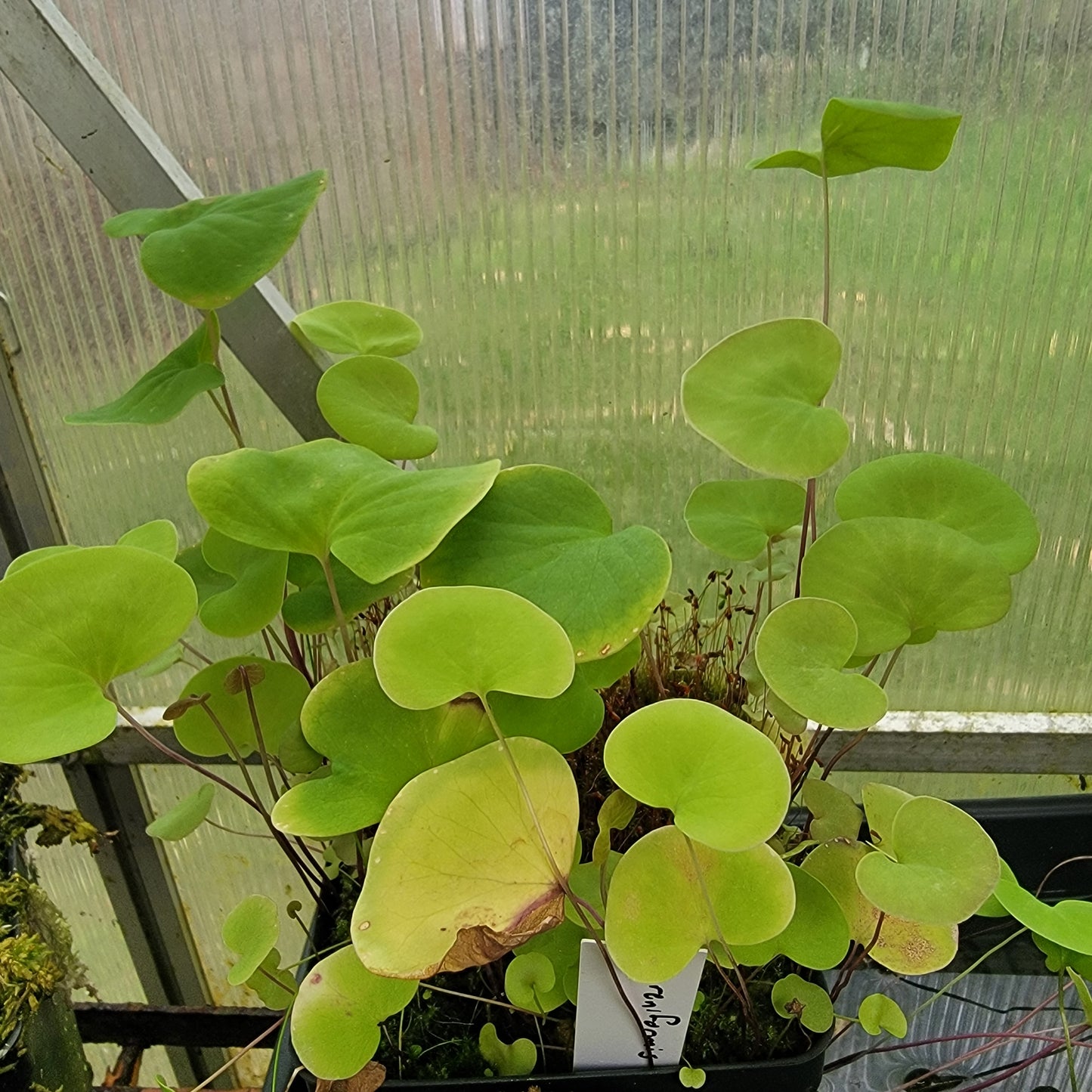 Utricularia reniformis