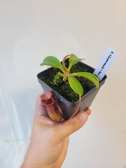 Nepenthes sibuyanensis x lowii BE
