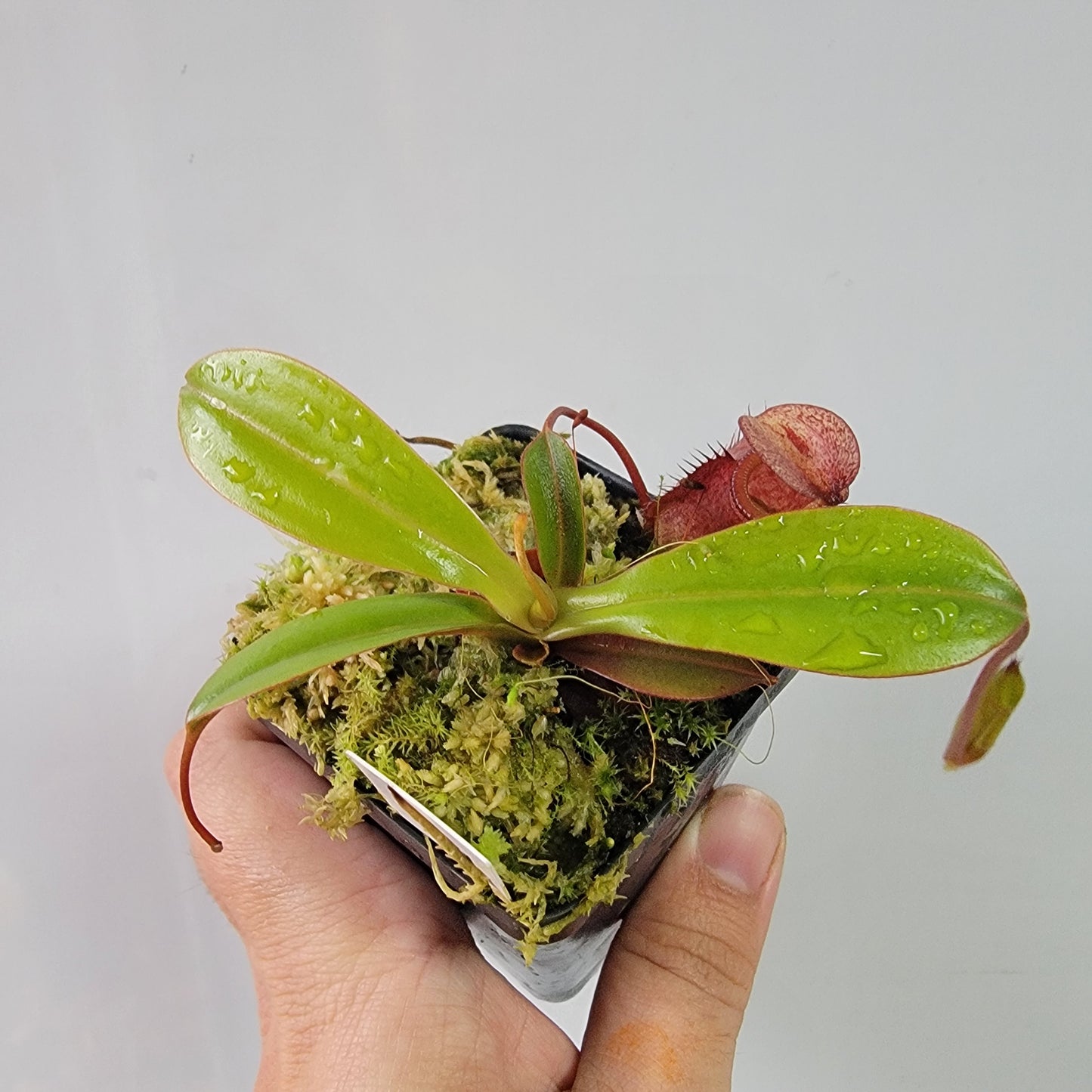 Nepenthes ventricosa x attenboroughii BE