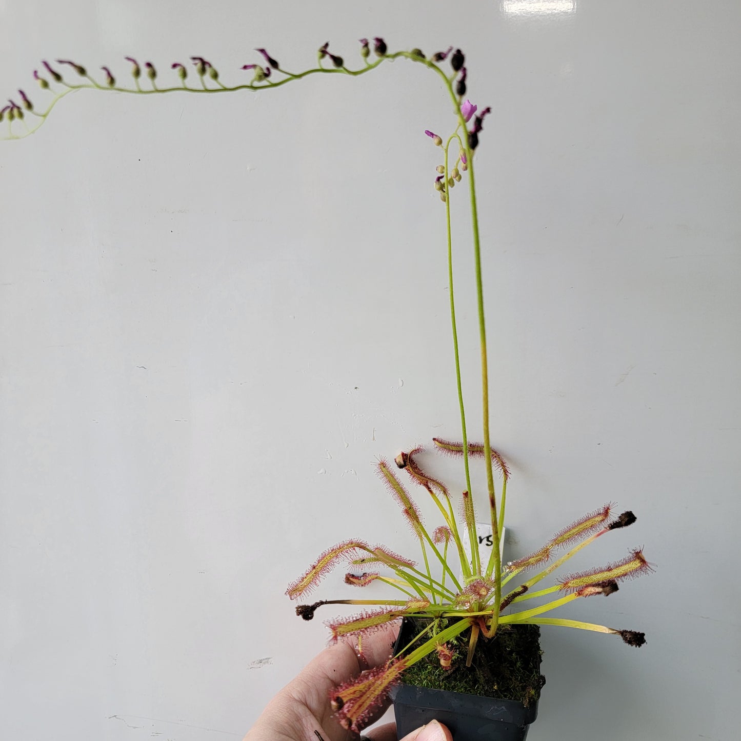 Drosera capensis SG