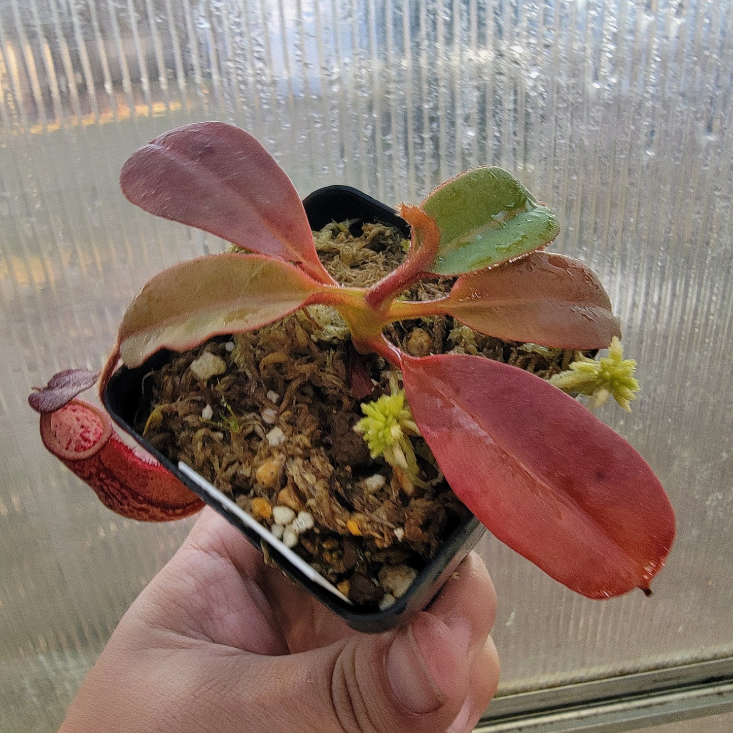 Nepenthes peltata BE