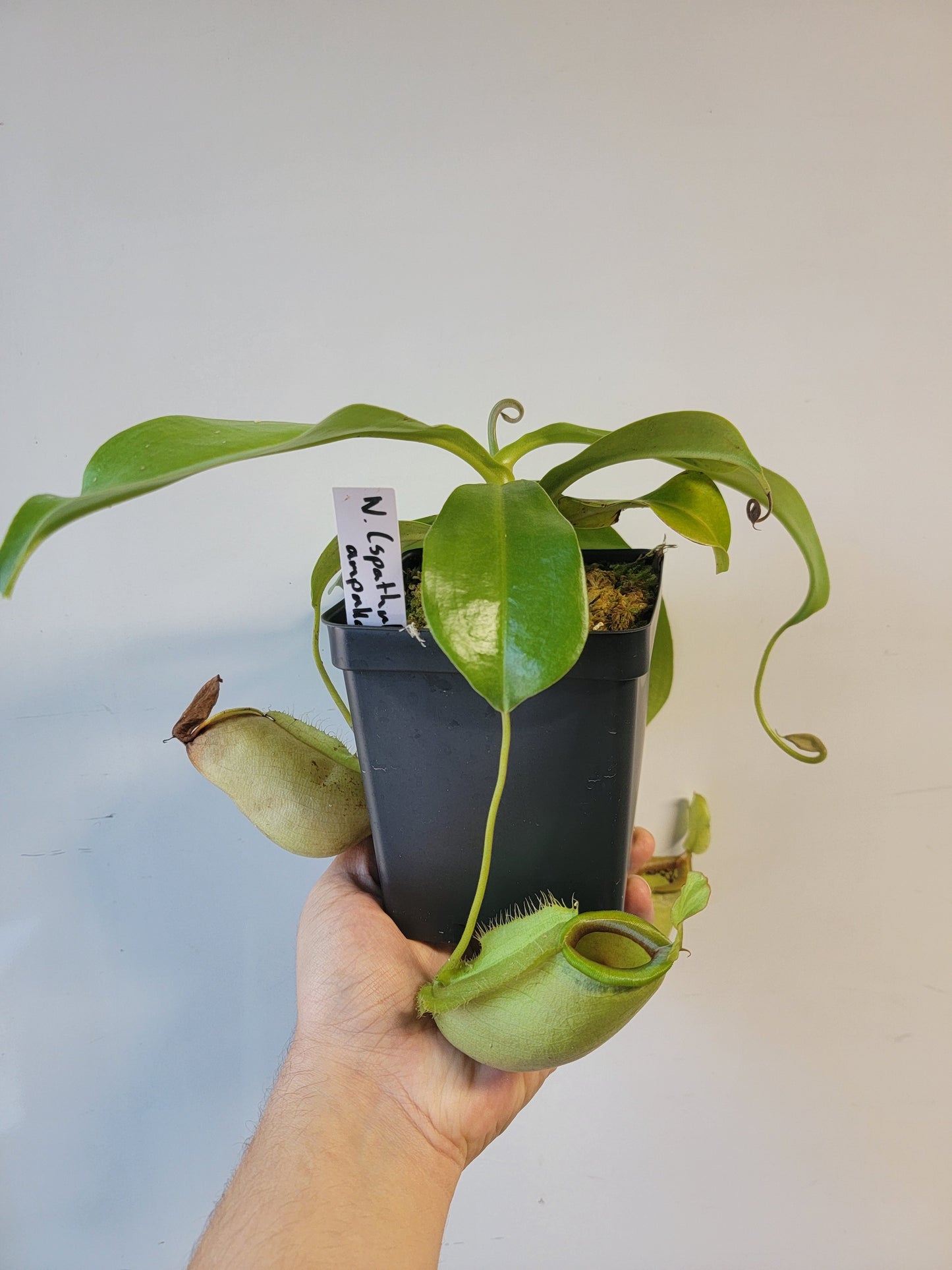 Nepenthes spathulata x ampullaria 'Green' BE
