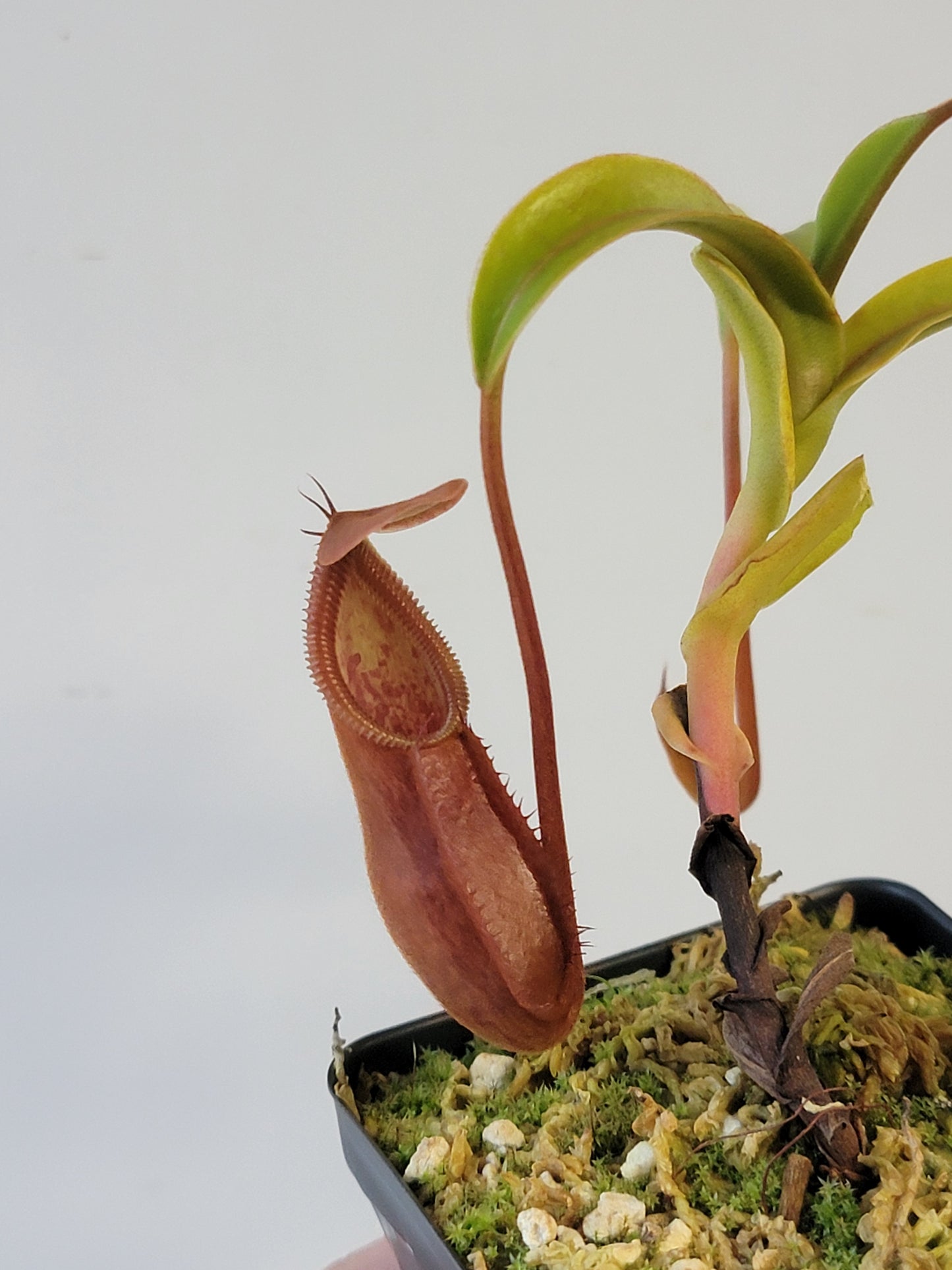 Nepenthes singalana x diabolica BE
