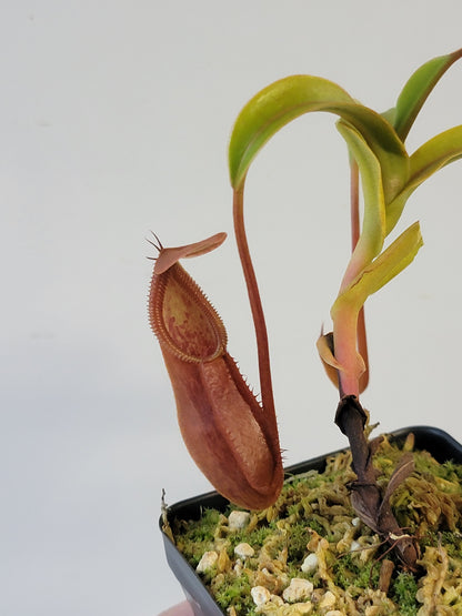 Nepenthes singalana x diabolica BE