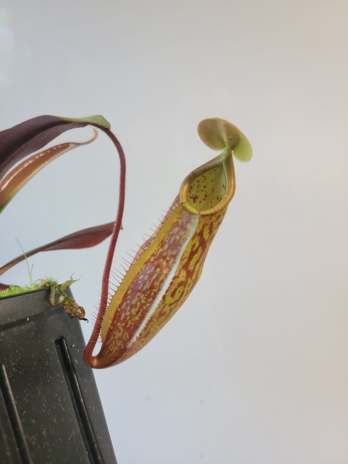 Nepenthes peltata x samudera BE