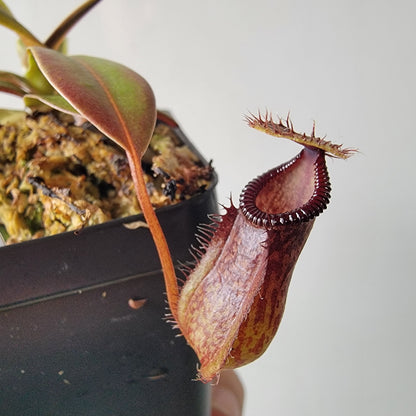 Nepenthes burkei x hamata BE