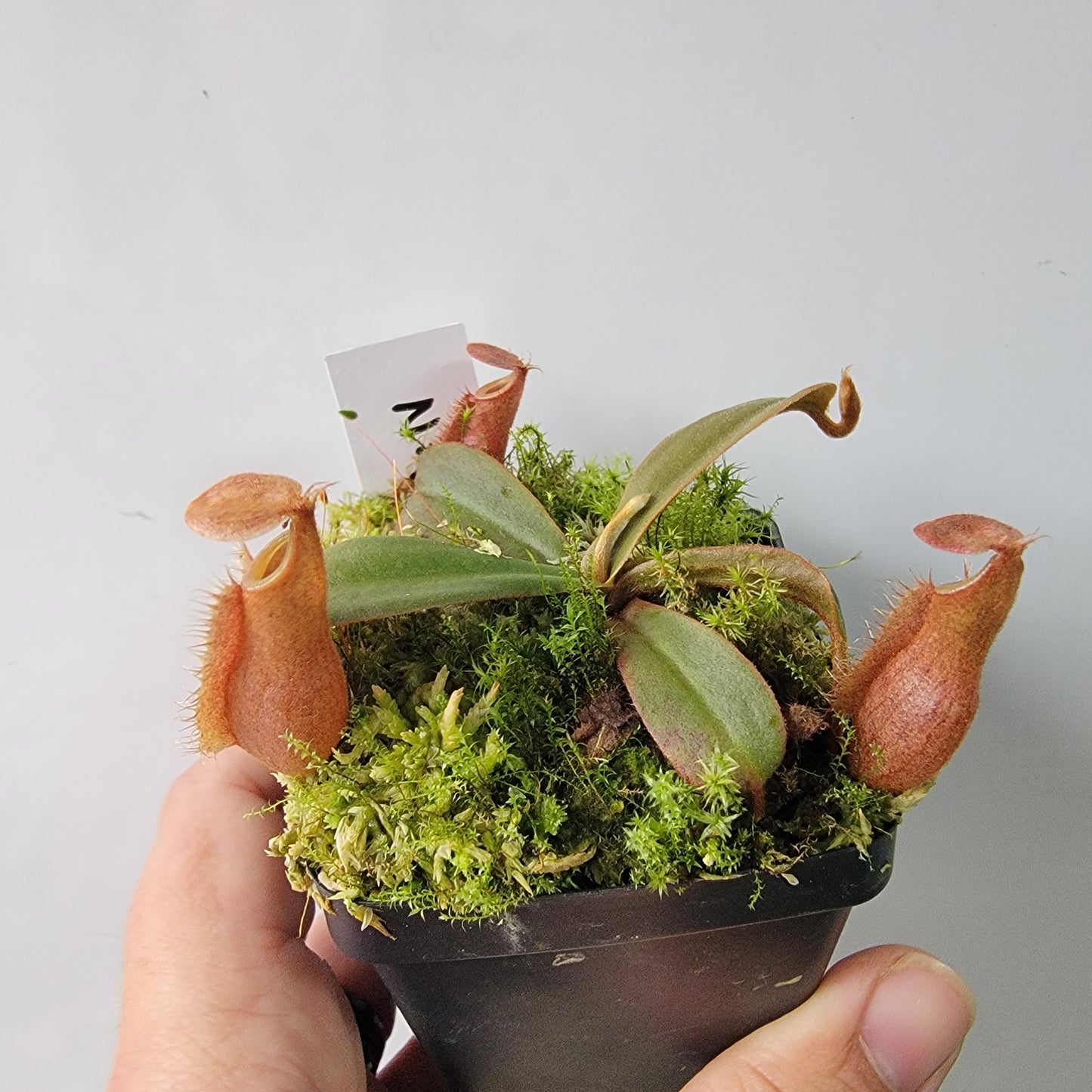 Nepenthes vieillardii BE