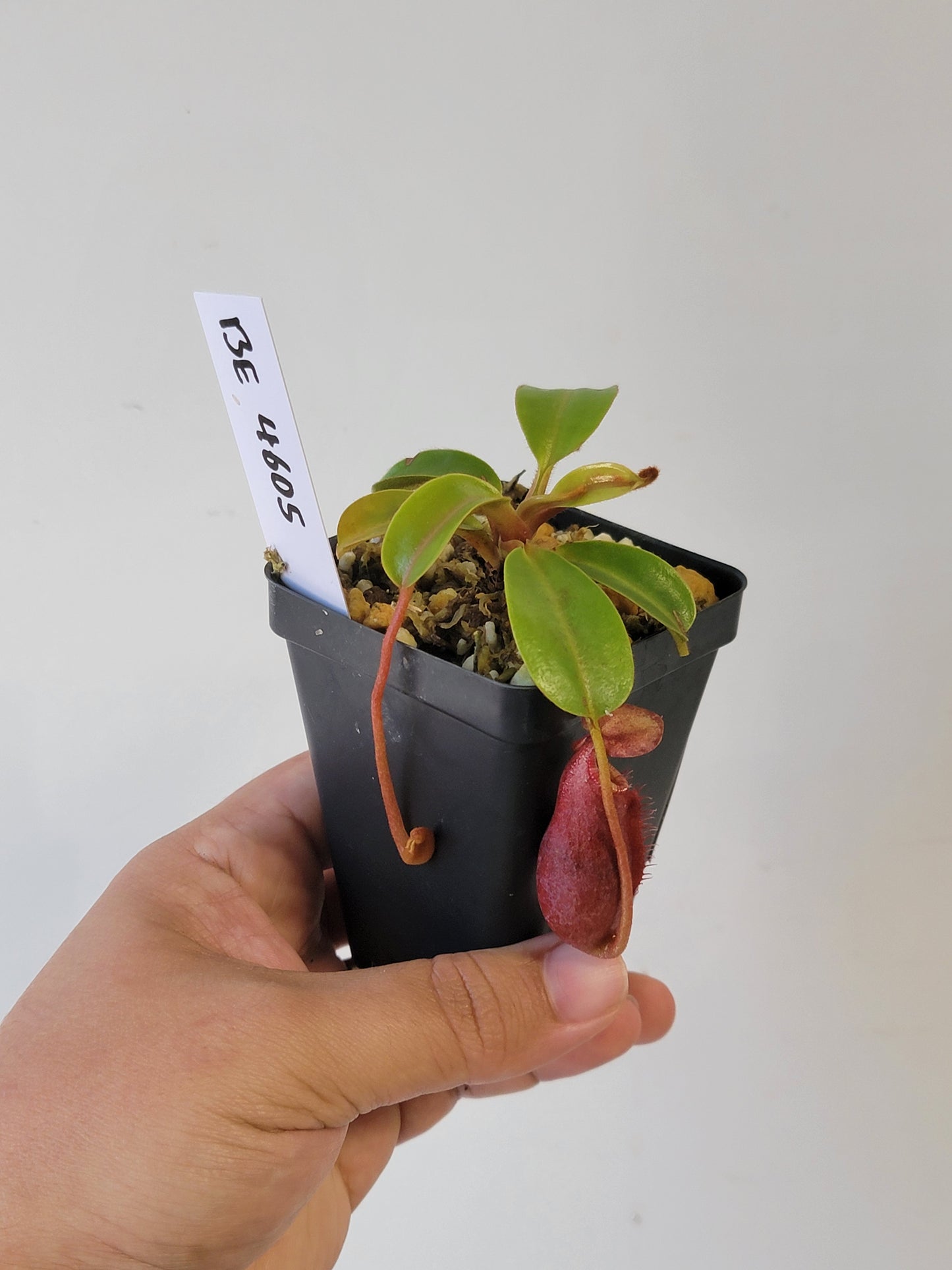 Nepenthes villosa x veitchii (striped peristome) BE