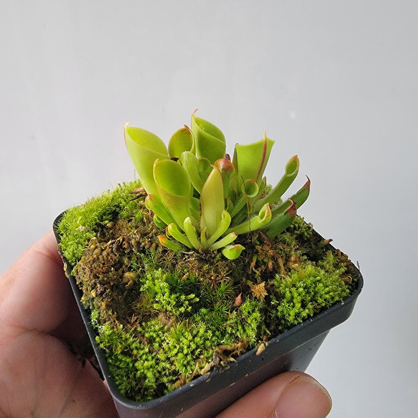 Heliamphora minor