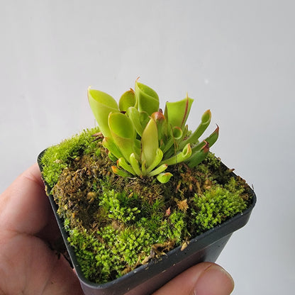 Heliamphora minor