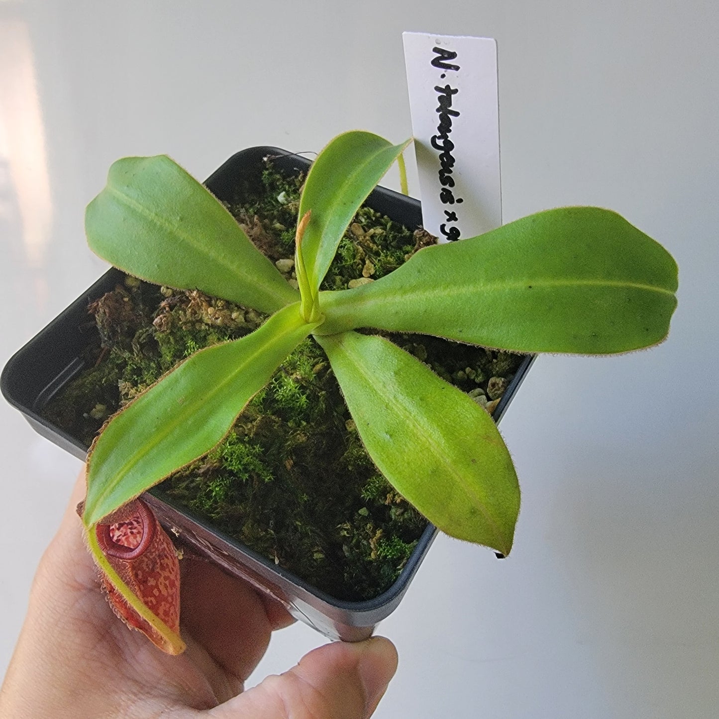 Nepenthes talangensis x glandulifera BE