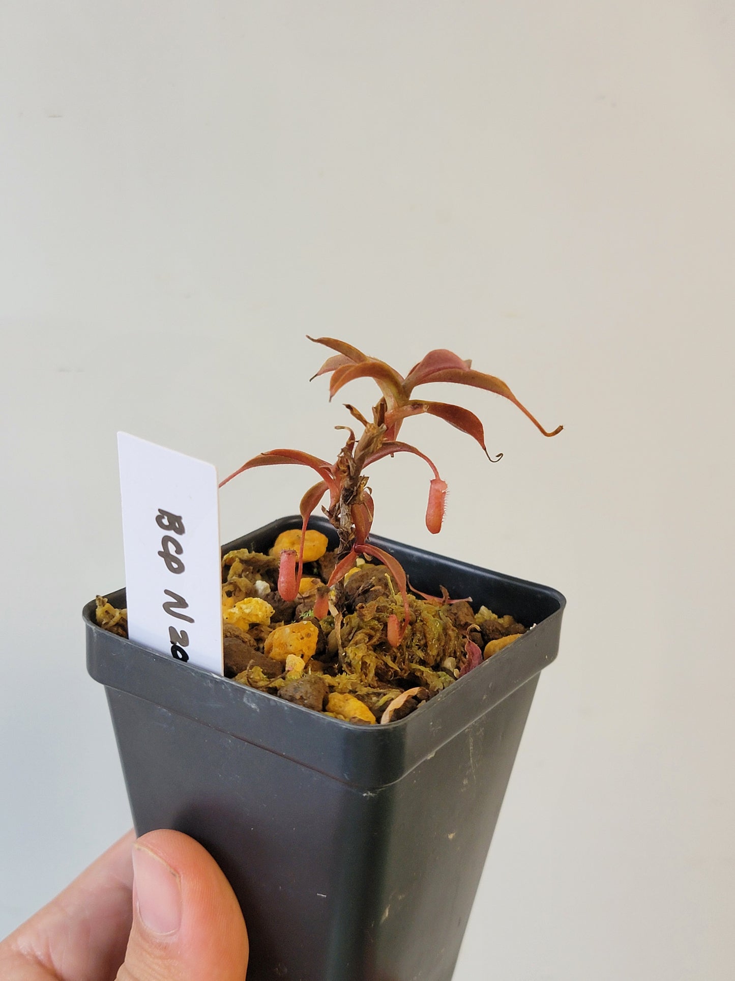 Nepenthes argentii BCP