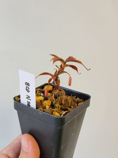 Nepenthes argentii BCP