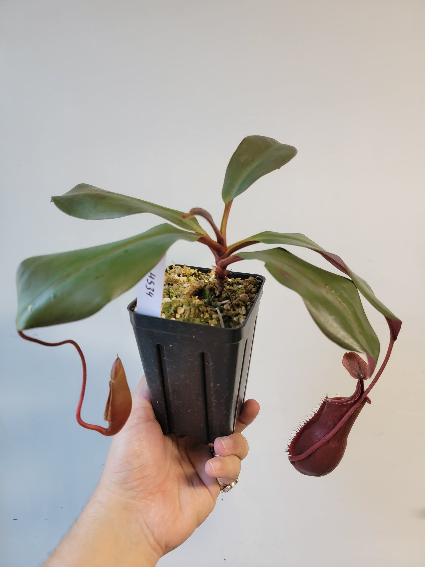 Nepenthes mira x peltata BE