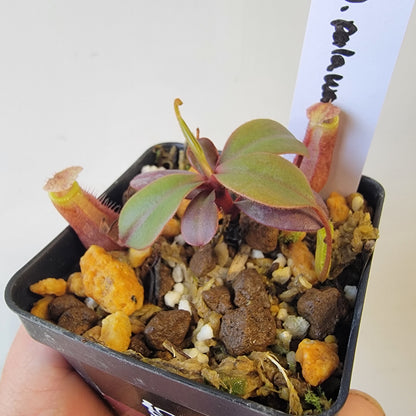 Nepenthes palawanensis BCP