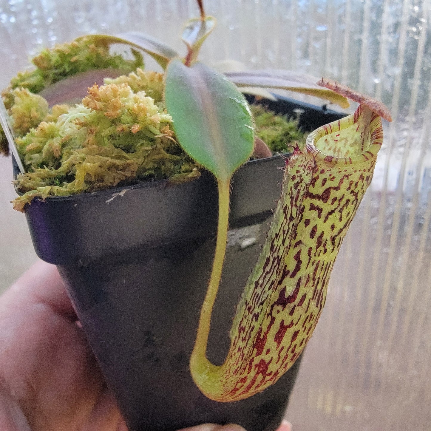 Nepenthes vogelii BE