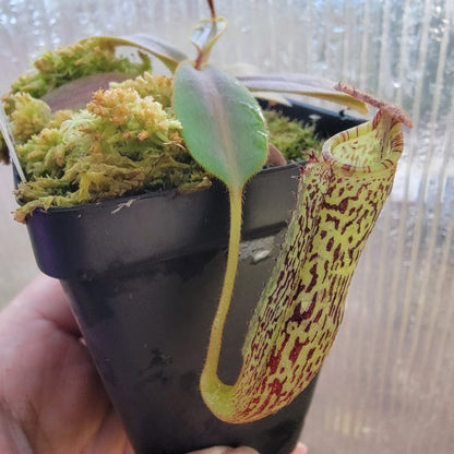 Nepenthes vogelii BE