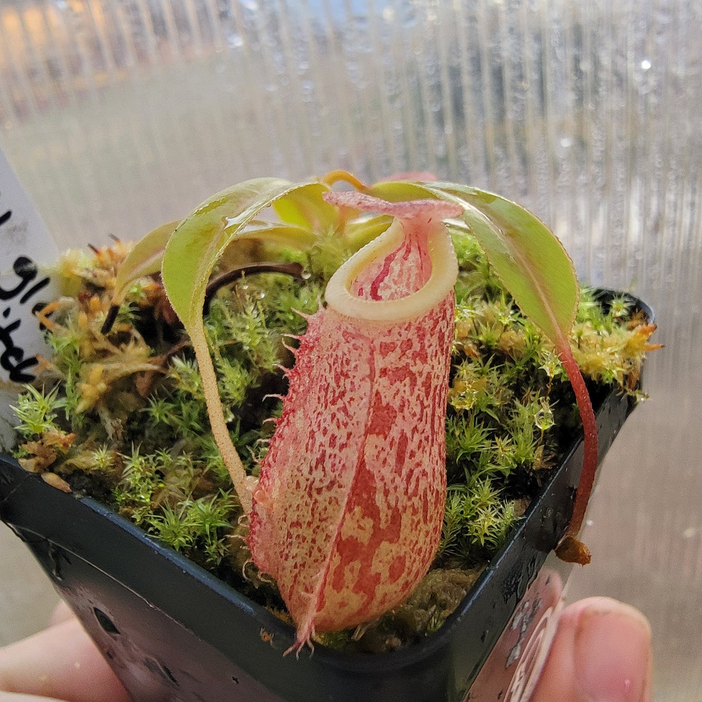 Nepenthes glabrata x veitchii BE