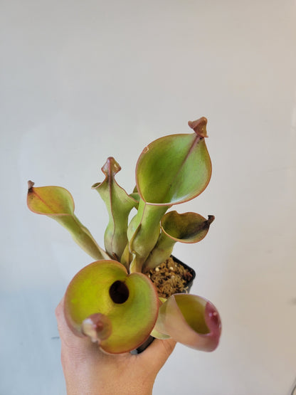 Heliamphora nutans x glabra 'Giant'