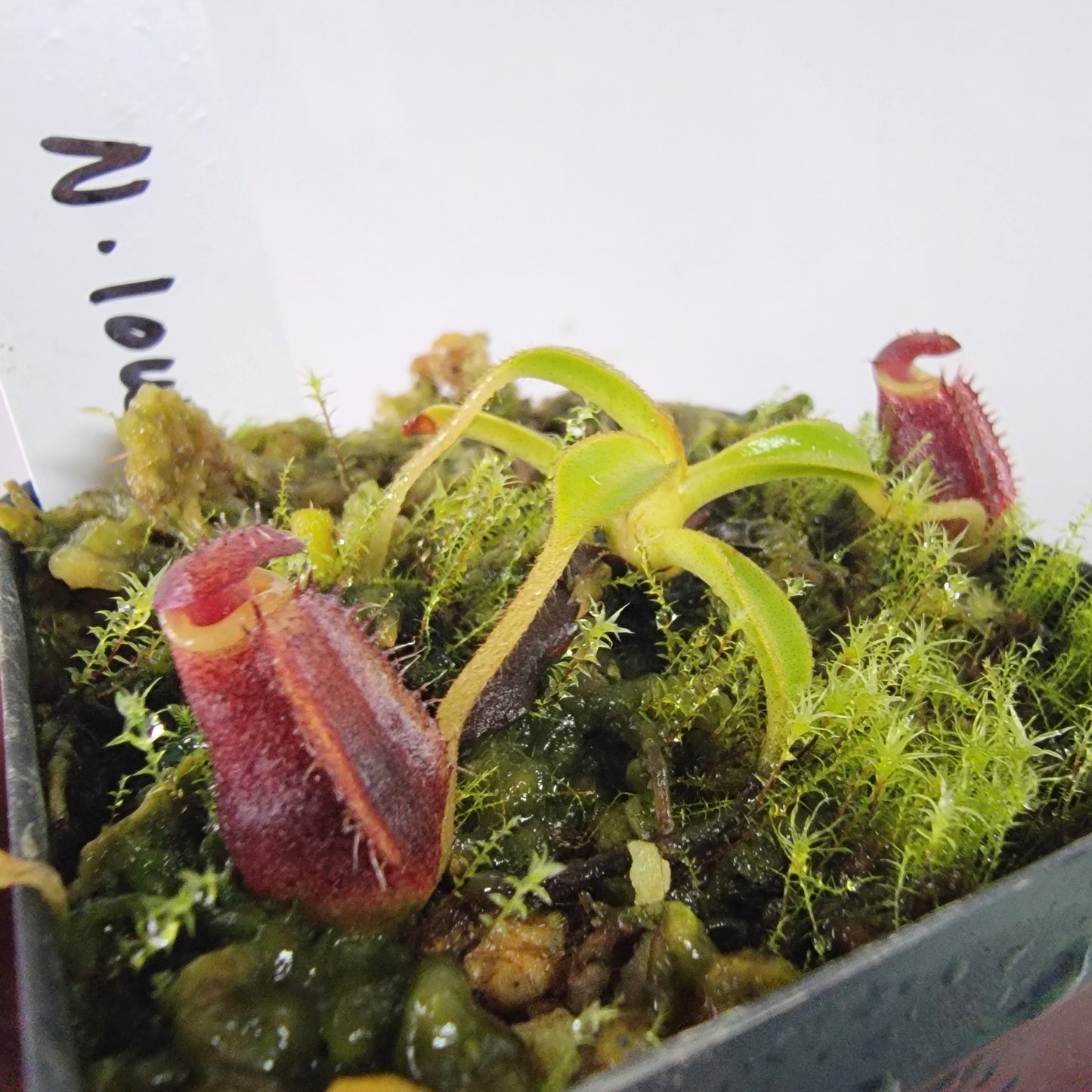 Nepenthes lowii BE *New Clone*