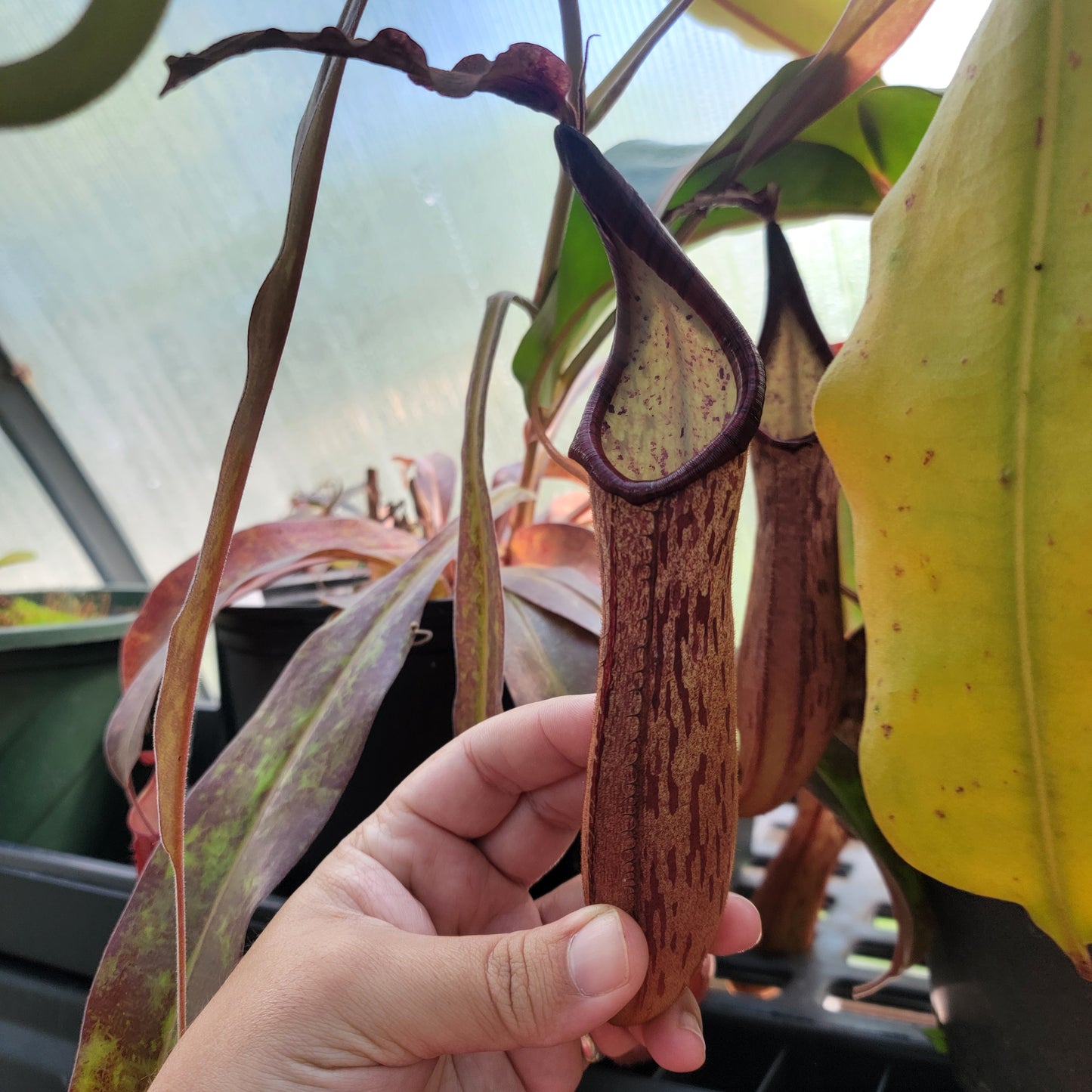 Nepenthes dactylifera BE
