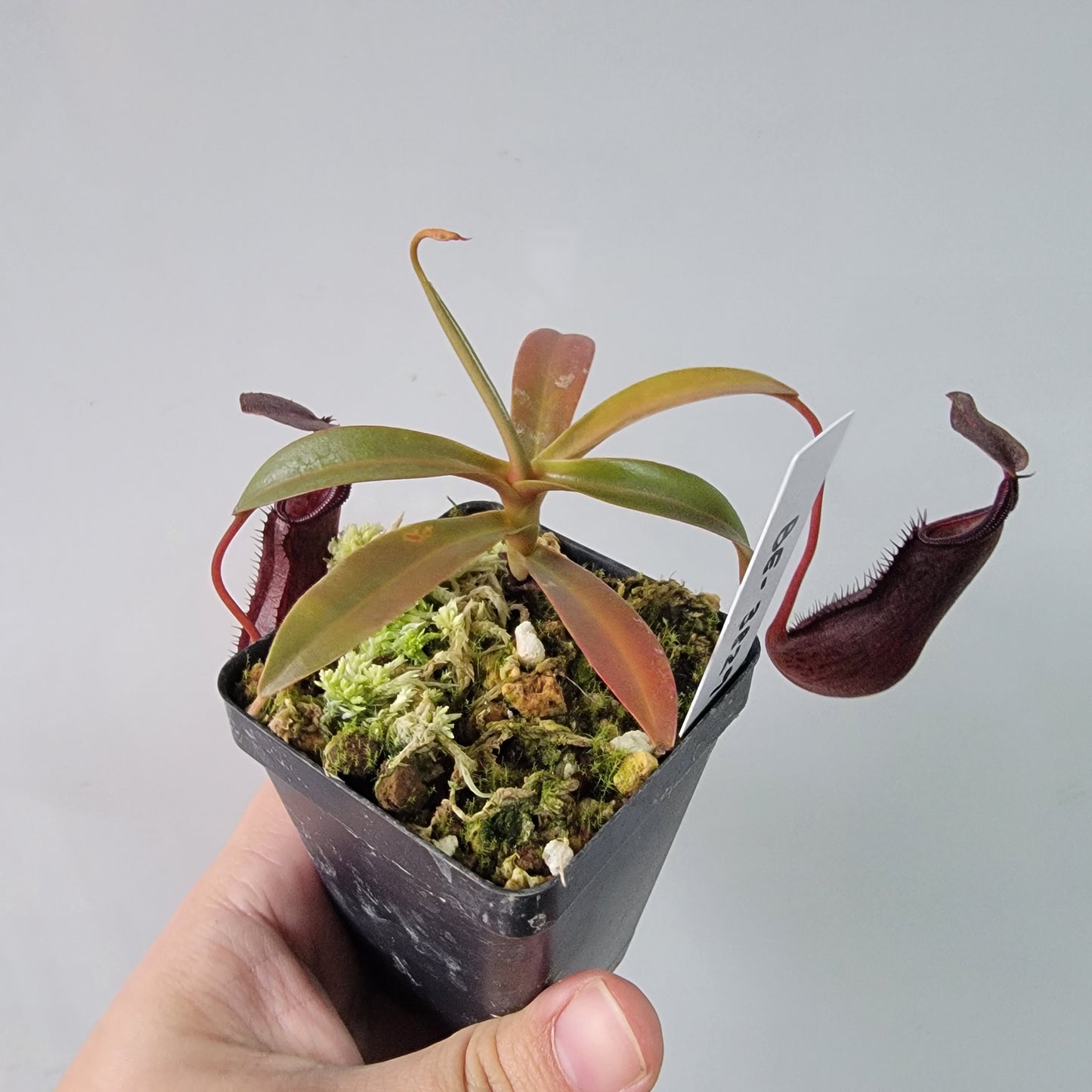 Nepenthes ramispina x singalana BE